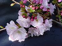 pr serrulata takasago.JPG